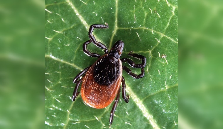 Kendall County: Nearly Half of Deer Ticks Test Positive for Lyme