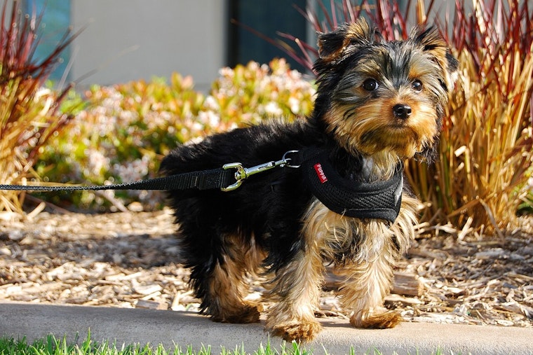 Kensington Family Desperate After Thief Snatches Boy's Therapy Yorkie
