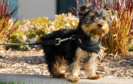 Kensington Family Desperate After Thief Snatches Boy's Therapy Yorkie
