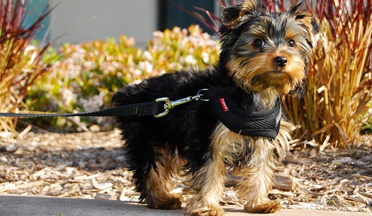 Kensington Family Desperate After Thief Snatches Boy's Therapy Yorkie