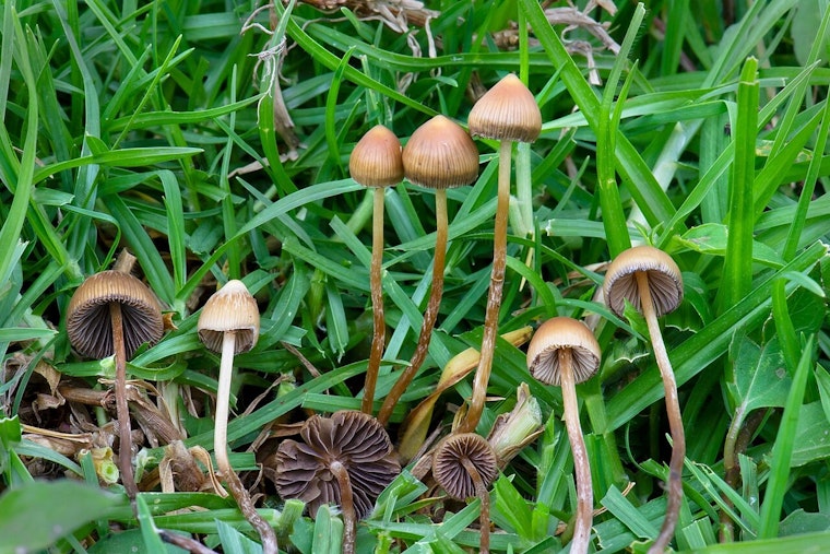 King County Council Tells Cops To Stand Down On Magic Mushrooms