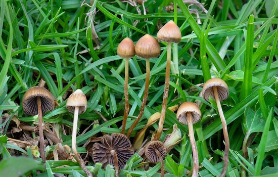 King County Council Tells Cops To Stand Down On Magic Mushrooms