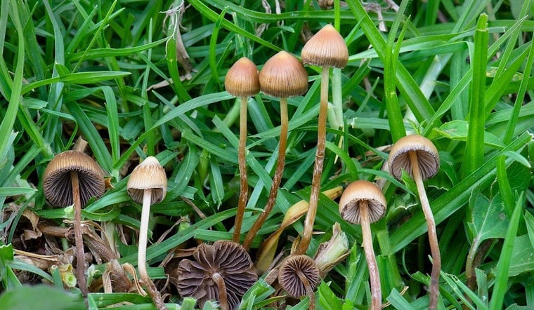 King County Council Tells Cops To Stand Down On Magic Mushrooms