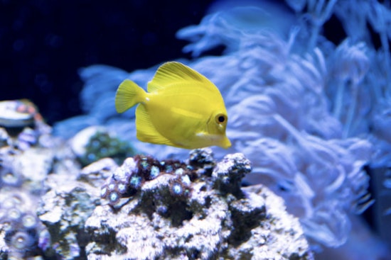 Kona’s Aquarium Fish Fight Boils Over As Ban Bill Clashes With Reopening Push