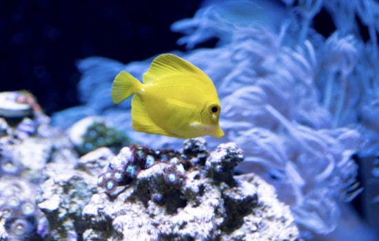 Kona’s Aquarium Fish Fight Boils Over As Ban Bill Clashes With Reopening Push