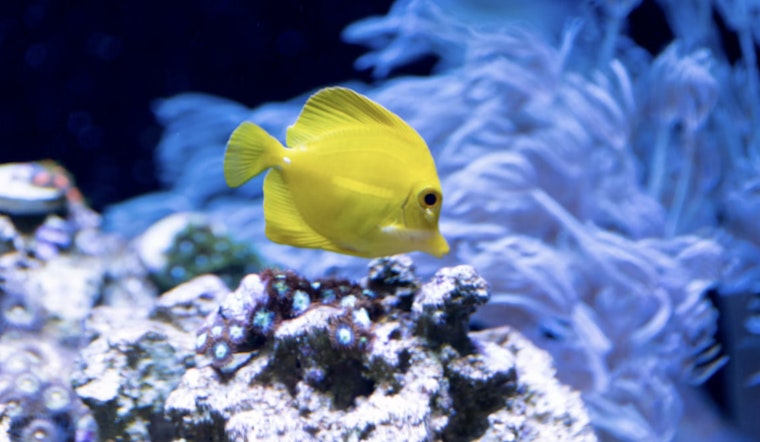 Kona’s Aquarium Fish Fight Boils Over As Ban Bill Clashes With Reopening Push