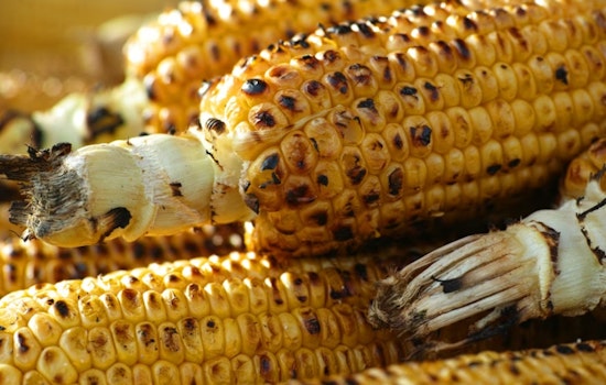 La Jolla Lab Star Maps ‘Safe’ Food Bits in Gut, Raising Hopes for Future Allergy Fixes