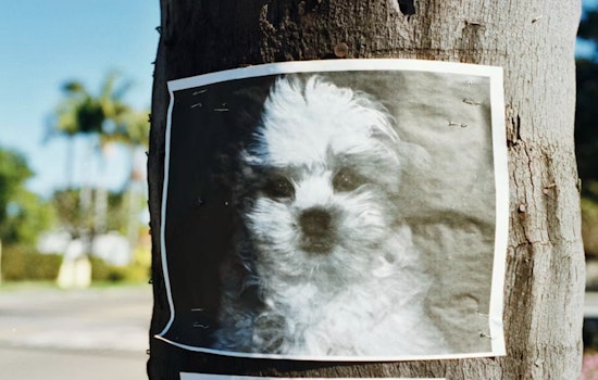 Lake County Pet Owners Targeted in Lost-Pet Ransom Scam