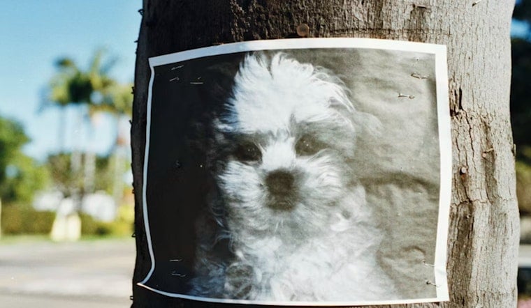 Lake County Pet Owners Targeted in Lost-Pet Ransom Scam
