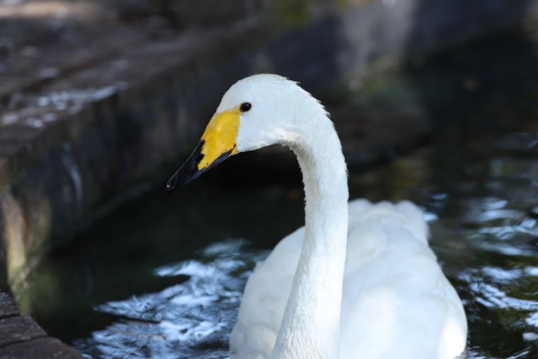 Lake Eola Swans Off The Menu As Orlando Halts Public Feeding After Flu Deaths