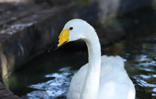 Lake Eola Swans Off The Menu As Orlando Halts Public Feeding After Flu Deaths