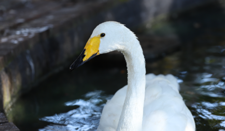 Lake Eola Swans Off The Menu As Orlando Halts Public Feeding After Flu Deaths