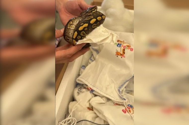 Laredo Bridge Bust: Border Officers Find 39 Live Pythons Stuffed In Truck Cab