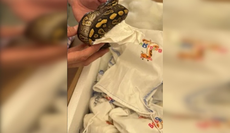 Laredo Bridge Bust: Border Officers Find 39 Live Pythons Stuffed In Truck Cab