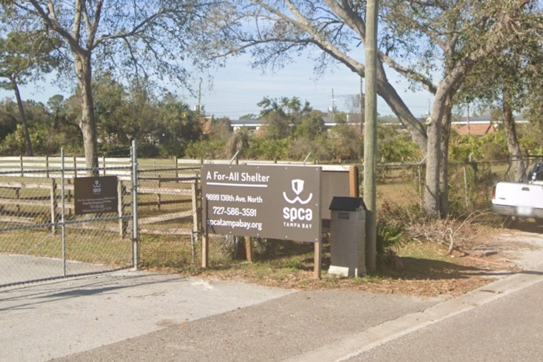 Largo Pet Walk Turns Ugly as Waddles Pig Fury Hits SPCA Tampa Bay