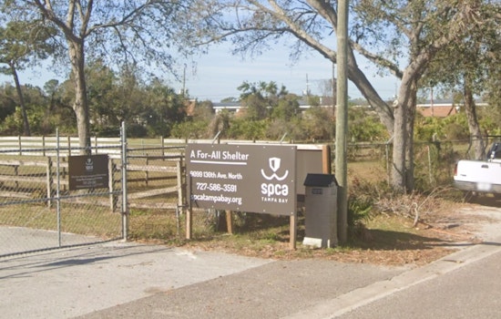 Largo Pet Walk Turns Ugly as Waddles Pig Fury Hits SPCA Tampa Bay