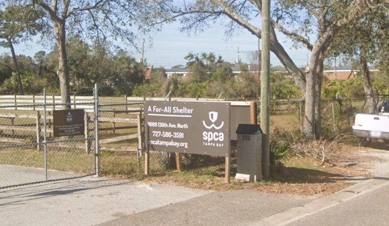 Largo Pet Walk Turns Ugly as Waddles Pig Fury Hits SPCA Tampa Bay