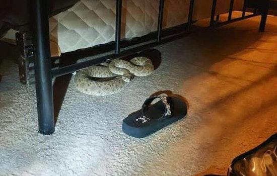 Late-Night Rattler Under the Bed Shakes Up Del Rio Family