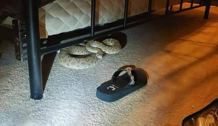 Late-Night Rattler Under the Bed Shakes Up Del Rio Family