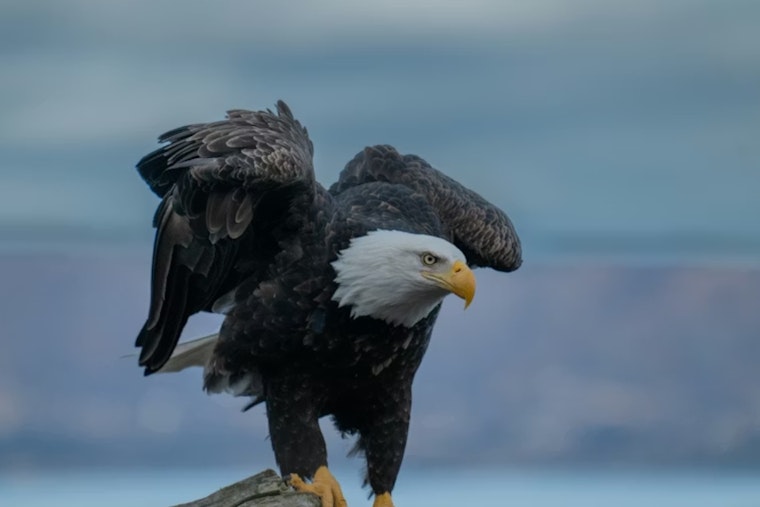 Lead‑Poisoned Eagles Drop From Michigan Skies As Rehab Center Sounds Alarm
