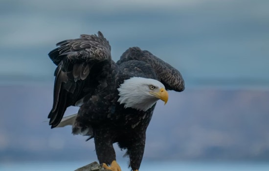 Lead‑Poisoned Eagles Drop From Michigan Skies As Rehab Center Sounds Alarm