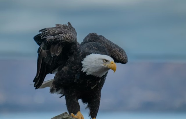 Lead‑Poisoned Eagles Drop From Michigan Skies As Rehab Center Sounds Alarm