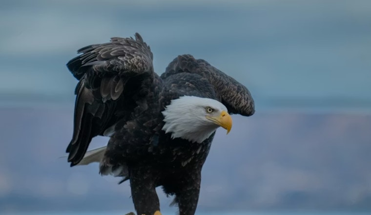 Lead‑Poisoned Eagles Drop From Michigan Skies As Rehab Center Sounds Alarm