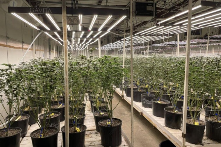 Locust Grove Pot Farm Smashed as OBN Hauls Off 1,525 Pounds of Weed