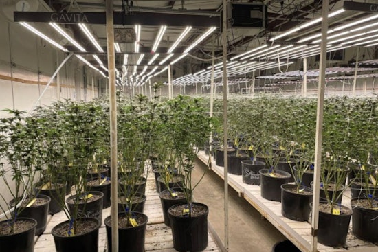 Locust Grove Pot Farm Smashed as OBN Hauls Off 1,525 Pounds of Weed