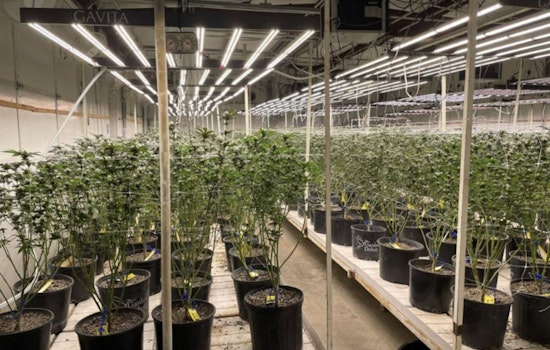 Locust Grove Pot Farm Smashed as OBN Hauls Off 1,525 Pounds of Weed