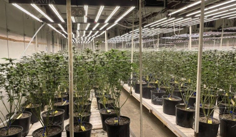Locust Grove Pot Farm Smashed as OBN Hauls Off 1,525 Pounds of Weed