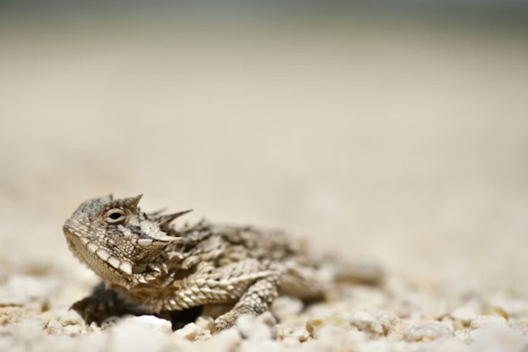 Louisiana's Beloved Horned Toads Are Gone, and the Files Are a Mess