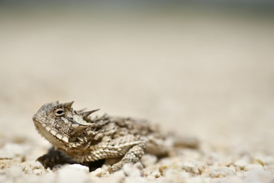 Louisiana's Beloved Horned Toads Are Gone, and the Files Are a Mess
