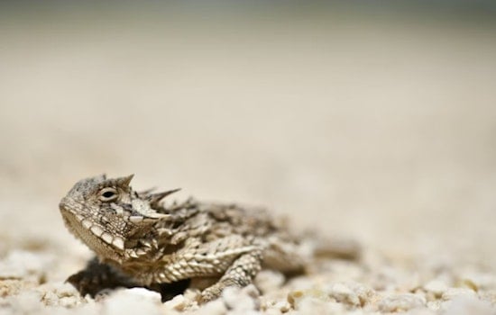 Louisiana's Beloved Horned Toads Are Gone, and the Files Are a Mess
