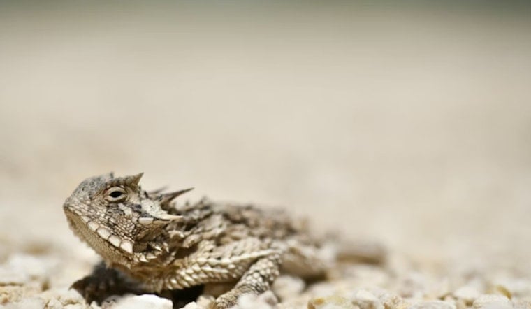 Louisiana's Beloved Horned Toads Are Gone, and the Files Are a Mess