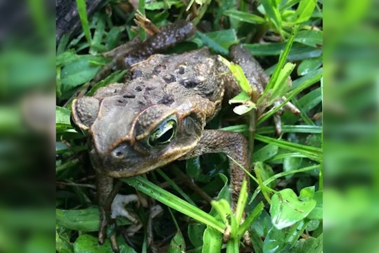 Loxahatchee Dog Cheats Death After Backyard Battle With Cane Toad