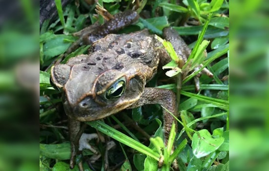 Loxahatchee Dog Cheats Death After Backyard Battle With Cane Toad