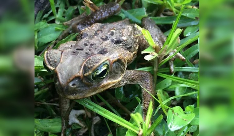 Loxahatchee Dog Cheats Death After Backyard Battle With Cane Toad