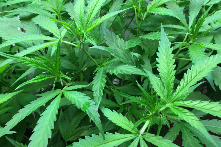 Maryland Senate Backs Protections For Firefighters Using Medical Cannabis