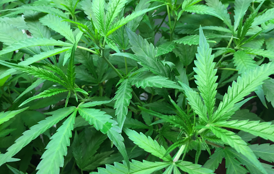 Maryland Senate Backs Protections For Firefighters Using Medical Cannabis