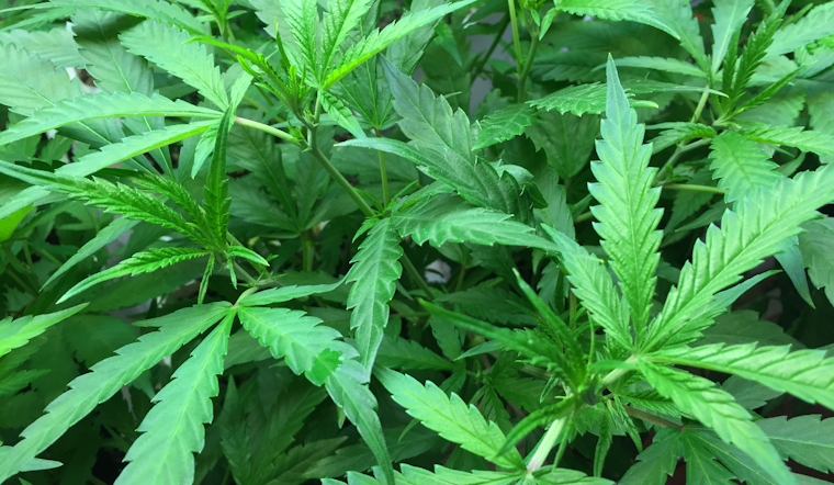 Maryland Senate Backs Protections For Firefighters Using Medical Cannabis