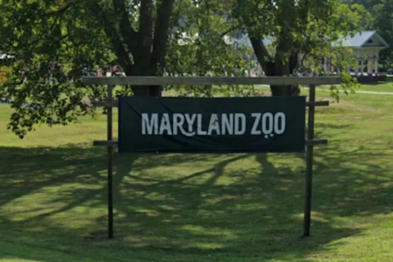 Maryland Zoo Celebrates 150th With Red Panda Habitat