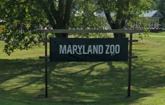 Maryland Zoo Celebrates 150th With Red Panda Habitat