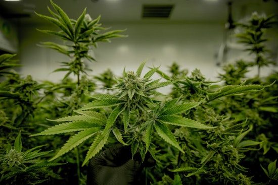 Boston Weed Shops Reel as Pot Prices Crash to Rock Bottom