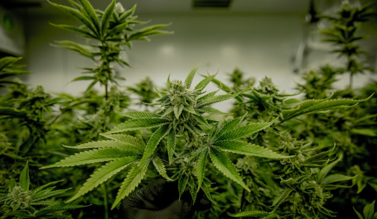 Boston Weed Shops Reel as Pot Prices Crash to Rock Bottom