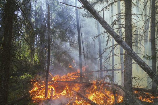 Midpines Blaze Erupts In Yosemite Gateway As Fire Crews Race In