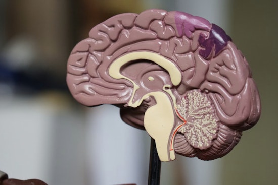 MIT Brain Team Blames Tiny RNA For Rett’s Leaky Vessel Problem