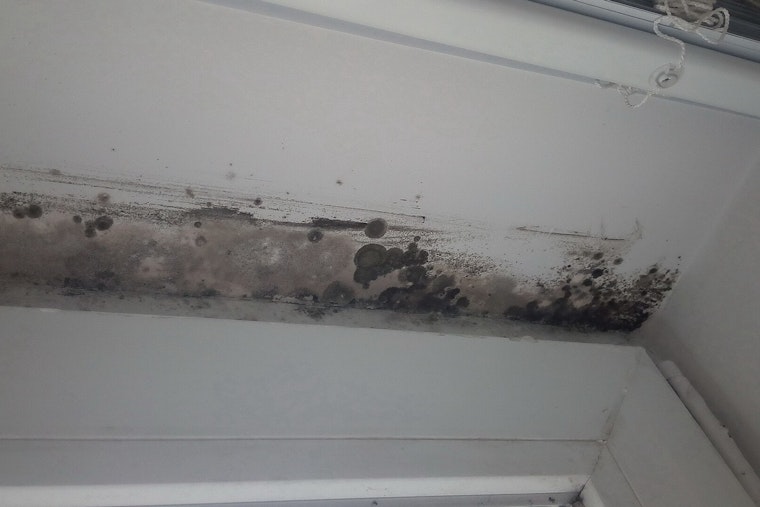 Mold Nightmare in Bushwick NYCHA Apartment Leaves Tenant Sick and Fed Up