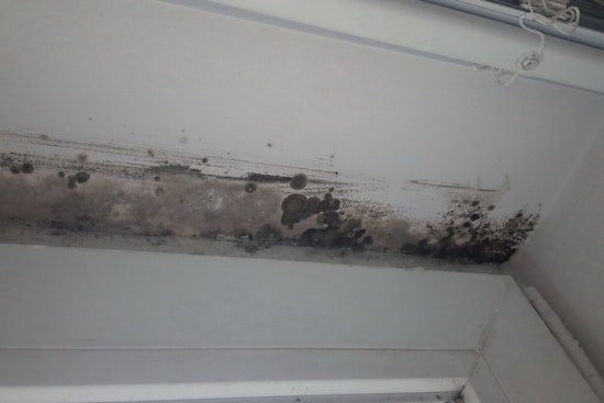 Mold Nightmare in Bushwick NYCHA Apartment Leaves Tenant Sick and Fed Up