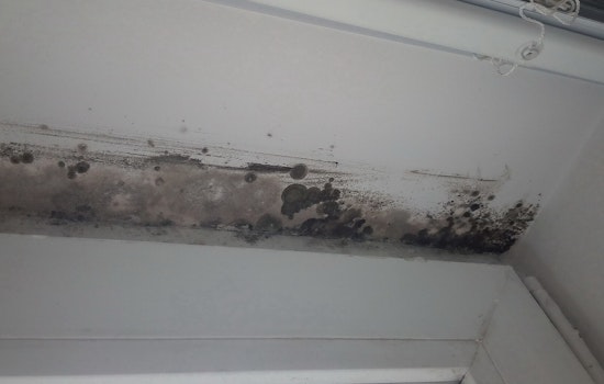 Mold Nightmare in Bushwick NYCHA Apartment Leaves Tenant Sick and Fed Up
